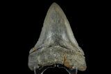 Serrated, Fossil Chubutensis Tooth - Aurora, North Carolina #179739-2